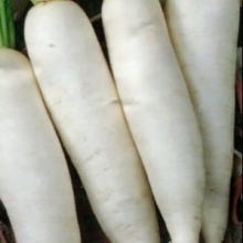 Дайкон Дракон