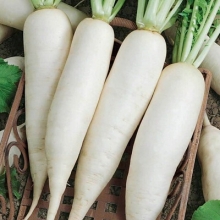 Редька Клык слона китайская (дайкон)