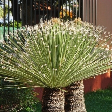 Дазилирион Уиллера (большой пакет)