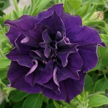 Петуния Двойной каскад F1 синяя