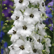 Дельфиниум Царский Белоснежный с чёрным глазком