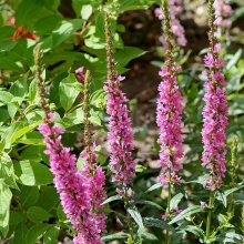 Дербенник Розовый самоцвет