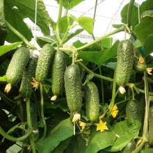 Огурец Детский сад F1