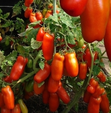 Томат Жиголо
