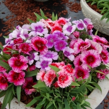 Гвоздика Диана Пикоти Микс