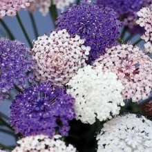 Дидискус Облака