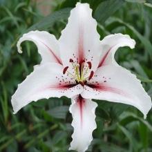 Лилия Дигнити