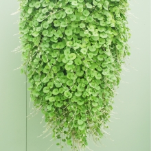 Дихондра Emerald Falls Green F1 (большой пакет)