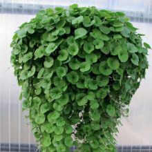 Дихондра Изумрудный водопад