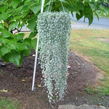 Дихондра Серебряные нити