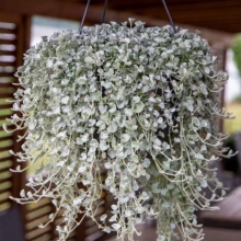 Дихондра Silver Surfer (большой пакет)