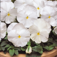 Виола Динамит Вайт F1