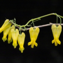 Дицентра Golden Tears лазающая (большой пакет)