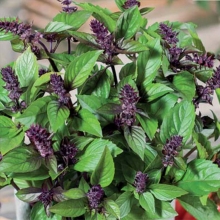 Базилик Диво Дивное®