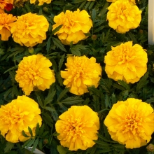 Бархатцы Джипси Саншайн