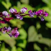 Бобы Фиолетовые Гирлянды гиацинтовые(Долихос)