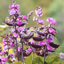 Долихос Притяжение Луны