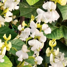 Долихос Сильвер Мун