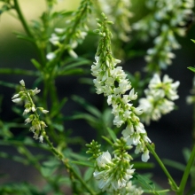 Донник белый Волжанин 1 кг (большой пакет)