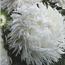 Астра Дракон селект Вайт