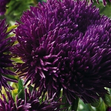 Астра Дракон селект Дак Блю