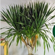 Драцена Драко