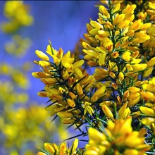 Дрок Испанский (большой пакет)