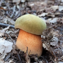 Грибы - Дубовик оливково-бурый на зерновом субстрате (мицелий) 15мл (большой пакет)