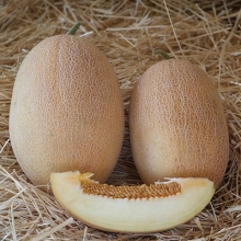 Дыня Оксана F1 (Энза Заден)