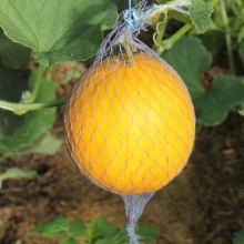 Дыня Подмосковное угощение F1