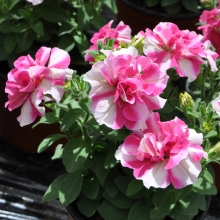 Петуния Дуо F1 бело-розовый