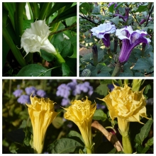 Дурман Балерина микс