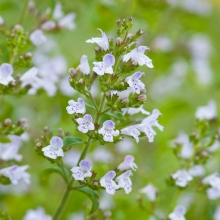 Душевик Ветерок котовниковый