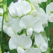 Горошек душистый Роял фэмили белый