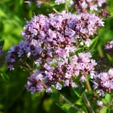 Душица Душистый пучок