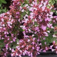 Душица Медовый аромат