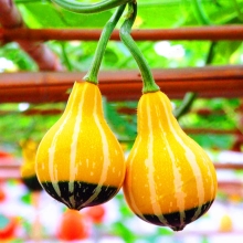 Тыква Двухцветная груша декоративная