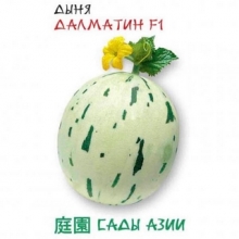 Дыня Далматин F1