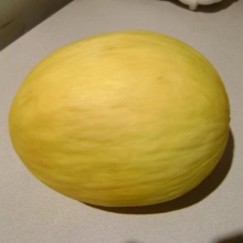 Дыня Медовка