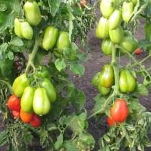 Томат Дюшес