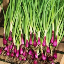 Лук Красавец (батун)