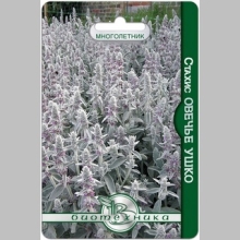 Стахис Овечье ушко (чистец византийский)