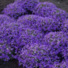 Обриета Синее Море