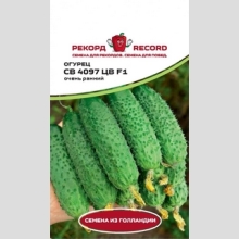 Огурец СВ 4097 ЦВ F1