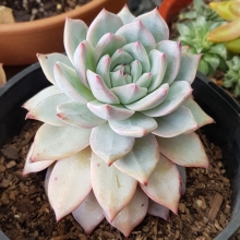 Эхеверия Пекокка (большой пакет)