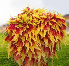 Амарант Пуансеттия трехцветный