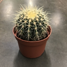 Эхинокактус Грузони