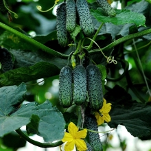 Огурец Эколь F1