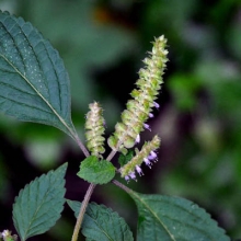 Эльсгольция Пряность (большой пакет)