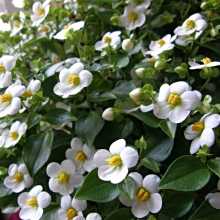 Экзакум Princess White (большой пакет)